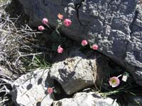 13-desert_flower-Anderson's_Buttercup-Ranunculus